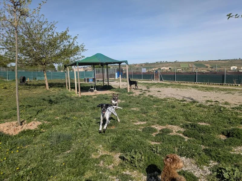 Dormidog - Guardería Canina En Villamediana De Iregua Perros Corriendo Y Jugando Sueltos En La Parcela De Hierba Vallada De Dormidog, Con Pérgola De Sombra
