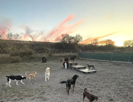 Grupo De Perros Sueltos Jugando Al Atardecer En La Campa De Dormidog, En Villamediana De Iregua