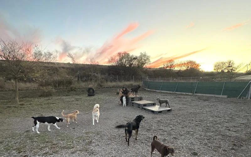 Dormidog - Guardería Canina En Villamediana De Iregua Grupo De Perros Sueltos Jugando Al Atardecer En La Campa De Dormidog, En Villamediana De Iregua