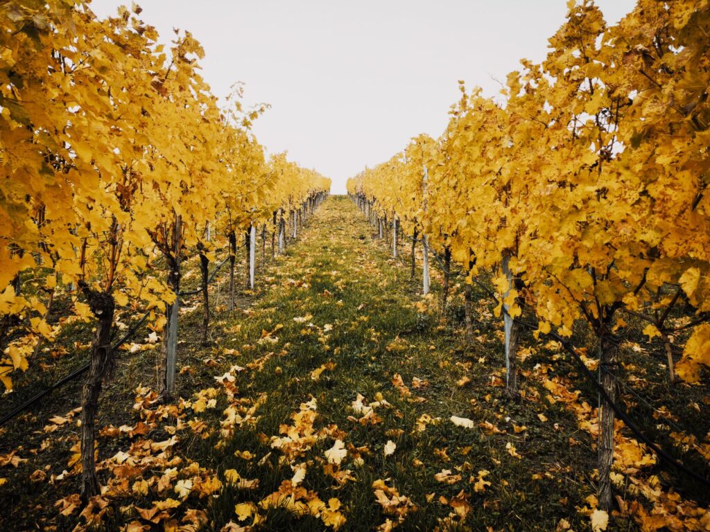 Viñedo En Otoño En La Rioja, Cerca De Logroño